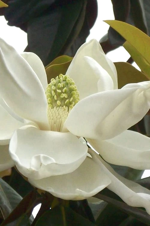 D. D. Blanchard Southern Magnolia - 3 Gallon Pot 1 D. D. Blanchard Southern Magnolia - 3 Gallon Pot