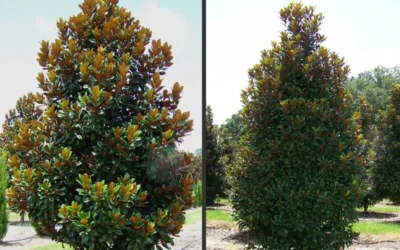 D. D. Blanchard Southern Magnolia - 5 Gallon Pot -Chaste Tree World Magnolia DD Blanchard