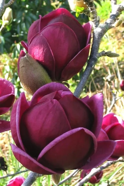 Genie Magnolia Tulip Tree - 7 Gallon Pot (3-4')