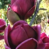 Genie Magnolia Tulip Tree - 5 Gallon Pot