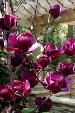 Genie Magnolia Tulip Tree - 5 Gallon Pot -Chaste Tree World Magnolia Genie 4