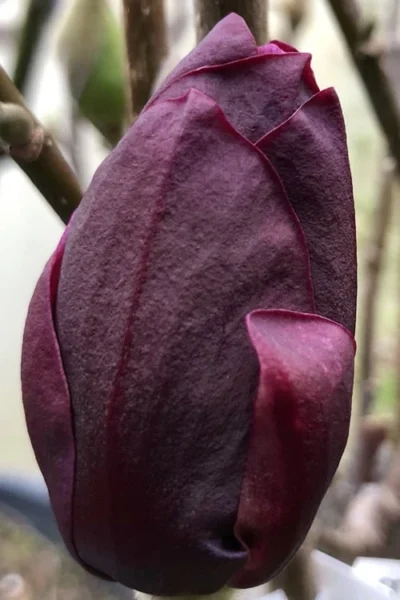 Genie Magnolia Tulip Tree - 7 Gallon Pot (3-4') -Chaste Tree World Magnolia Genie 8 1