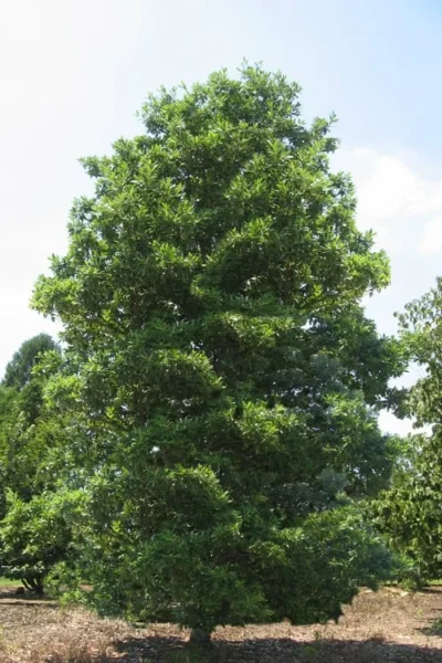 Green Shadow Sweetbay Magnolia Tree (Magnolia Virginiana) - 3 Gallon Pot (4-5') -Chaste Tree World Magnolia Green Shadow Sweetbay Mature 1