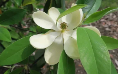 Green Shadow Sweetbay Magnolia Tree (Magnolia Virginiana) - 1 Gallon Pot -Chaste Tree World Magnolia GreenShadow Sweet Bay Flower 2