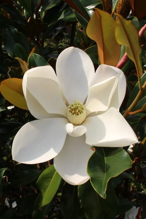 Kay Parris Southern Magnolia - 7 Gallon Pot (3-4') 1 Kay Parris Southern Magnolia - 7 Gallon Pot (3-4')
