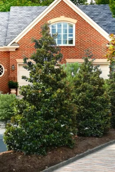 Greenback Southern Magnolia - 3 Gallon Pot -Chaste Tree World Magnolia Kay Parris 4 2