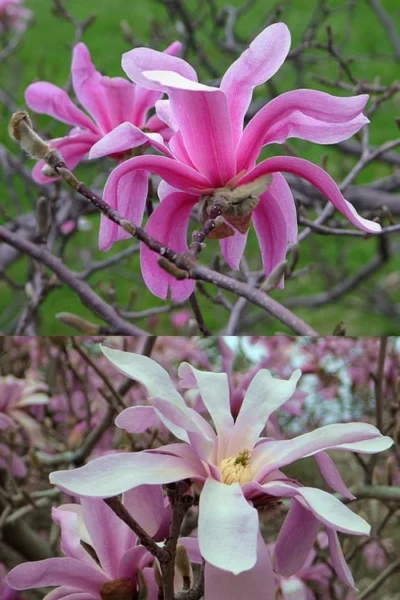 Leonard Messel Star Magnolia - 3 Gallon Pot -Chaste Tree World Magnolia Leonard Messel 21
