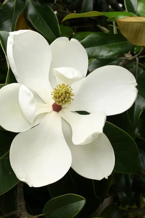 Little Gem Dwarf Southern Magnolia - 3 Gallon Pot (2.5-3.5') 1 Little Gem Dwarf Southern Magnolia - 3 Gallon Pot (2.5-3.5')