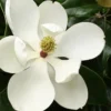 Little Gem Dwarf Southern Magnolia - 7 Gallon Pot (5-6')