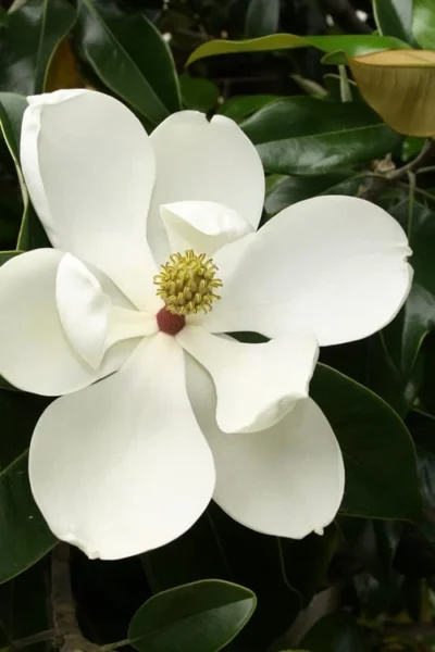 Little Gem Dwarf Southern Magnolia - 1 Gallon Pot