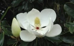 Little Gem Dwarf Southern Magnolia - 7 Gallon Pot (5-6') -Chaste Tree World Magnolia Little Gem Bloom 2