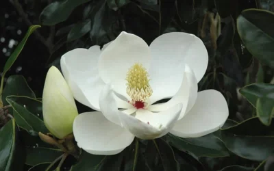 Little Gem Dwarf Southern Magnolia - 5 Gallon Pot 17 Little Gem Dwarf Southern Magnolia - 5 Gallon Pot -Chaste Tree World Magnolia Little Gem Bloom 2 5