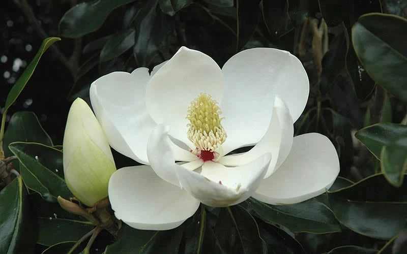 Little Gem Dwarf Southern Magnolia - 5 Gallon Pot 9 Little Gem Dwarf Southern Magnolia - 5 Gallon Pot - Image 9