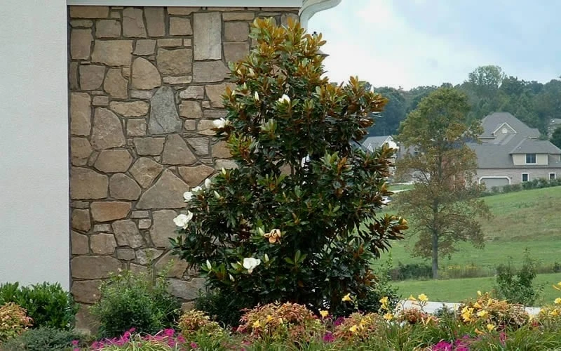 Little Gem Dwarf Southern Magnolia - 5 Gallon Pot 7 Little Gem Dwarf Southern Magnolia - 5 Gallon Pot - Image 7