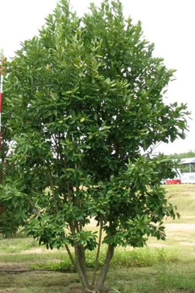 Moonglow Sweetbay Magnolia Tree (Magnolia Virginiana 'Jim Wilson') - 7 Gallon Pot (3-4') -Chaste Tree World Magnolia Moonglow Sweetbay 6 1