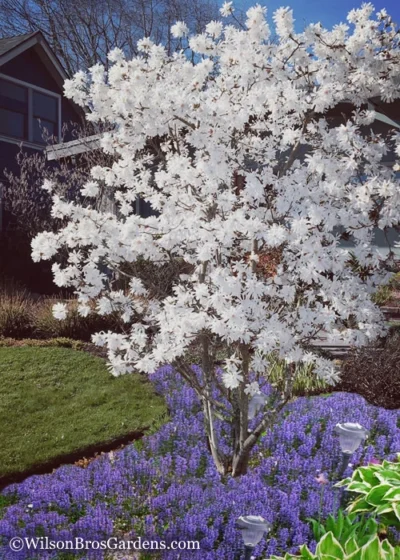 Royal Star Magnolia - 3 Gallon Pot -Chaste Tree World Magnolia Royal Star 12