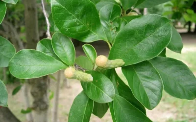 Waterlily Star Magnolia Tree - 3 Gallon Pot -Chaste Tree World Magnolia Star Waterlily 2