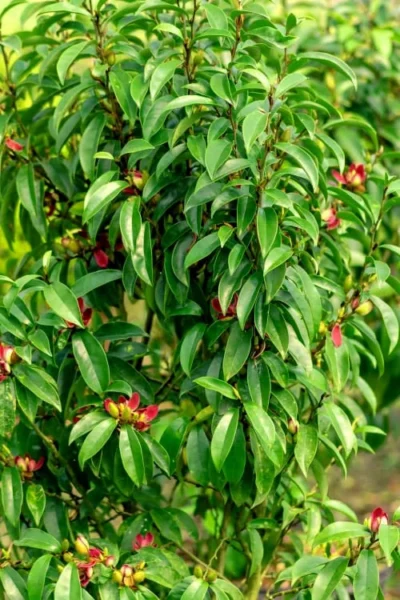 Stellar Ruby Magnolia X Figo (Banana Shrub Hybrid) - 7 Gallon Pot (4-5') 9 Stellar Ruby Magnolia X Figo (Banana Shrub Hybrid) - 7 Gallon Pot (4-5') -Chaste Tree World Magnolia Stellar Ruby 4