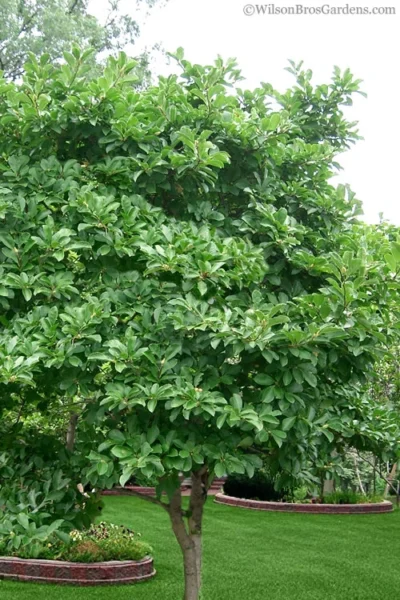 Royal Star Magnolia - 3 Gallon Pot -Chaste Tree World Magnolia Stellata 1 1