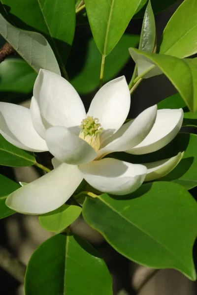 Southern Sweet Bay Swamp Magnolia (M.v. Australis) - 7 Gallon Pot (5-6') 13 Southern Sweet Bay Swamp Magnolia (M.v. Australis) - 7 Gallon Pot (5-6') -Chaste Tree World Magnolia Sweet Bay 10 9