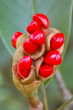 Southern Sweet Bay Swamp Magnolia (M.v. Australis) - 7 Gallon Pot (5-6') -Chaste Tree World Magnolia Sweet Bay 14 10