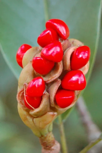 Silver Mist Sweetbay Magnolia - 3 Gallon Pot -Chaste Tree World Magnolia Sweet Bay 14 6