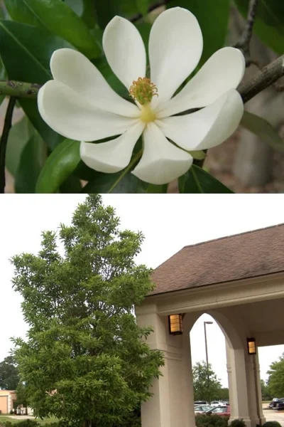 Sweetbay Magnolia (Single Trunk Tree Form) - 7 Gallon Pot (5-6') -Chaste Tree World Magnolia Sweetbay 2 500x750 3