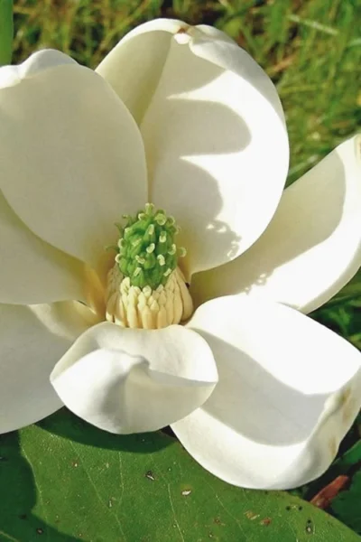 Moonglow Sweetbay Magnolia Tree (Magnolia Virginiana 'Jim Wilson') - 7 Gallon Pot (5-6')