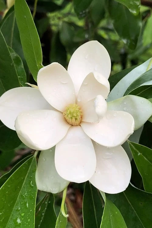 Northern Belle Sweetbay Magnolia Tree - Magnolia Virginiana - 3 Gallon Pot 1 Northern Belle Sweetbay Magnolia Tree - Magnolia Virginiana - 3 Gallon Pot