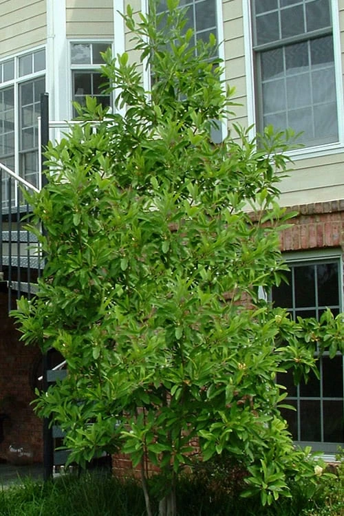 Northern Belle Sweetbay Magnolia Tree (Magnolia Virginiana) - 7 Gallon Pot (5-6') 4 Northern Belle Sweetbay Magnolia Tree (Magnolia Virginiana) - 7 Gallon Pot (5-6') - Image 4