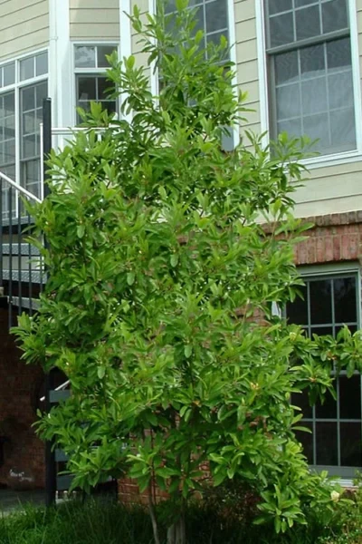 Northern Belle Sweetbay Magnolia Tree - Magnolia Virginiana - 3 Gallon Pot -Chaste Tree World Magnolia Sweetbay Northern Belle 2