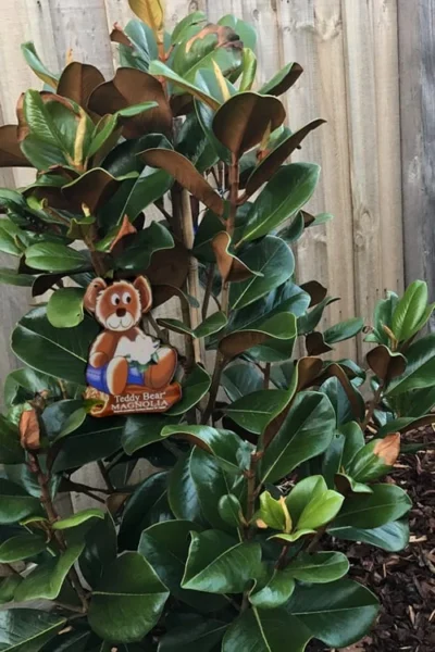 Teddy Bear Dwarf Southern Magnolia - 7 Gallon Pot (2-3') 11 Teddy Bear Dwarf Southern Magnolia - 7 Gallon Pot (2-3') -Chaste Tree World Magnolia Teddy Bear 4