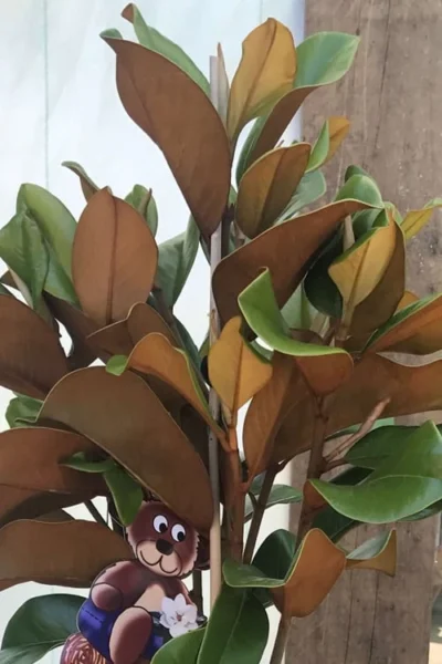 Teddy Bear Dwarf Southern Magnolia - 7 Gallon Pot (3-4') 12 Teddy Bear Dwarf Southern Magnolia - 7 Gallon Pot (3-4') -Chaste Tree World Magnolia Teddy Bear 6 2