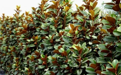 Teddy Bear Dwarf Southern Magnolia - 3 Gallon Pot -Chaste Tree World Magnolia Teddy Bear 8 1