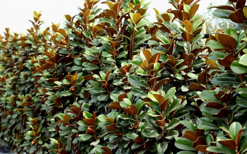 Teddy Bear Dwarf Southern Magnolia - 7 Gallon Pot (2-3') 8 Teddy Bear Dwarf Southern Magnolia - 7 Gallon Pot (2-3') - Image 8