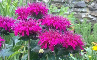 Balmy Purple Bee Balm (Monarda) - 1 Gallon Pot 9 Balmy Purple Bee Balm (Monarda) - 1 Gallon Pot -Chaste Tree World Monarda Balmy Purple 2
