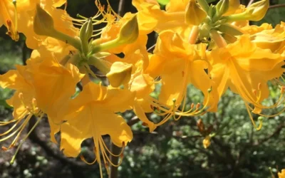 Admiral Semmes Native Azalea - Rhododendron - 3 Gallon Pot -Chaste Tree World Native Azalea Admiral Semmes 12