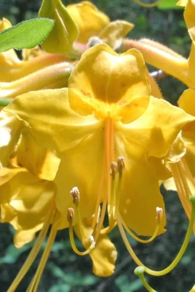Admiral Semmes Native Azalea - Rhododendron - 3 Gallon Pot -Chaste Tree World Native Azalea Admiral Semmes 500x750 1