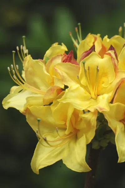 Canary Isles Aromi Azalea (Rhododendron Hybrid) - 3 Gallon Pot -Chaste Tree World Native Azalea Canary Isles 4