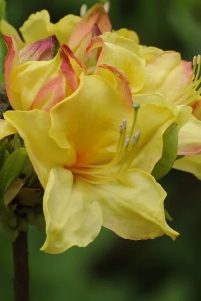 Canary Isles Aromi Azalea (Rhododendron Hybrid) - 3 Gallon Pot -Chaste Tree World Native Azalea Canary Isles 5
