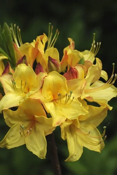 Canary Isles Aromi Azalea (Rhododendron Hybrid) - 3 Gallon Pot -Chaste Tree World Native Azalea Canary Isles 7