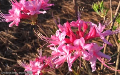 Candy Striper Native Azalea - Rhododendron Canescens - 3 Gallon Pot -Chaste Tree World Native Azalea Candy Striper 1