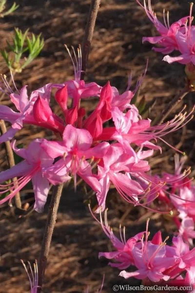 Candy Striper Native Azalea - Rhododendron Canescens - 3 Gallon Pot -Chaste Tree World Native Azalea Candy Striper 2