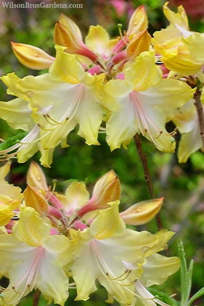 Clear Creek Aromi Azalea (Rhododendron) - 3 Gallon Pot