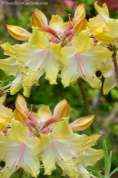 Clear Creek Aromi Azalea (Rhododendron) - 3 Gallon Pot 1 Clear Creek Aromi Azalea (Rhododendron) - 3 Gallon Pot