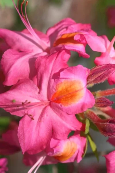 Country Cousin Pink Aromi Azalea (Rhododendron Hybrid) - 3 Gallon Pot -Chaste Tree World Native Azalea Country Cousin 3