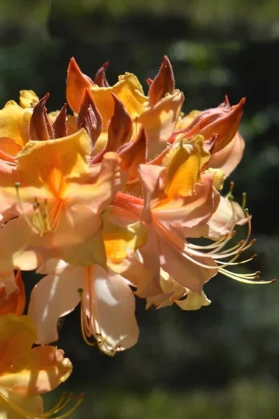 Dancing Rabbit Aromi Azalea (Rhododendron Hybrid) - 3 Gallon Pot -Chaste Tree World Native Azalea Dancing Rabbit 2