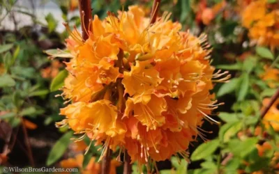 Dons Variegated Native Azalea - Rhododendron - 1 Gallon Pot -Chaste Tree World Native Azalea Dons Variegated 10