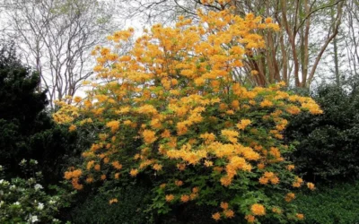 Escatawpa Florida Flame Native Azalea (Rhododendron Austrinum) - 3 Gallon Pot -Chaste Tree World Native Azalea Escatawpa 4