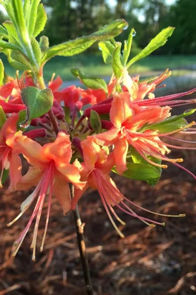Evening Sunset Native Azalea (Rhododendron Austrinum) - 3 Gallon Pot -Chaste Tree World Native Azalea Evening Sunset 1